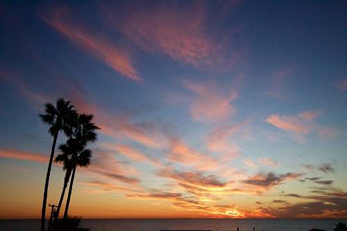tree landscape photography of palm trees under cloudy sky during sunrise sunrise